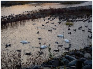 白鳥湖 2010-11-12