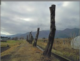 「桜切る馬鹿」というけれど 2010-12-12