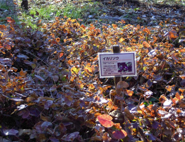 アルプス公園　北入り口～薬草園 2010-12-17