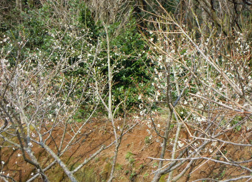 雪が降ったりやんだり 2011-03-17