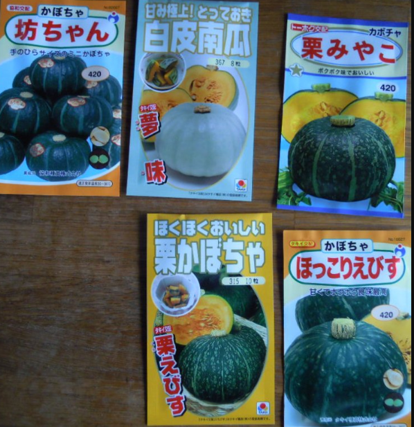 自宅の菜園でかぼちゃを試験的に育てることにしました　2011-05-09