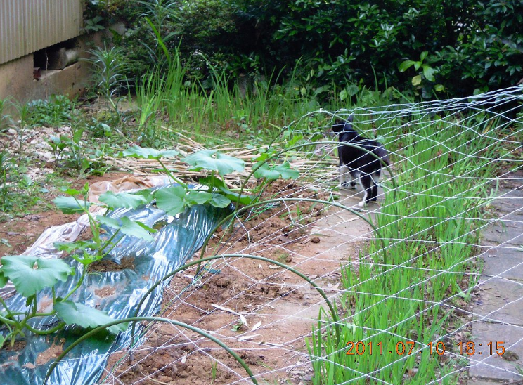 ７月１０日　家庭菜園のかぼちゃの摘心（てきしん）とネット張り 2011-07-17