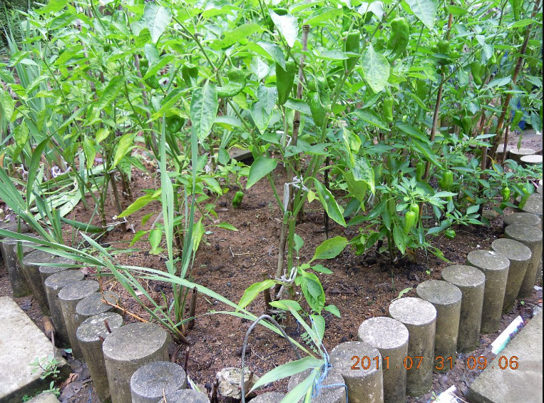 家庭菜園のピーマンとししとうの整枝を教科書と勘をたよりにやってみた 2011-07-31