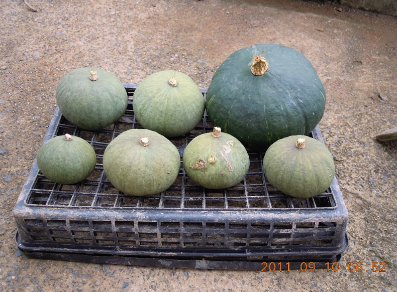 8月31日にかぼちゃの収穫をしました 2011-09-13