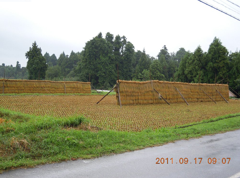 稲刈り 2011-09-17
