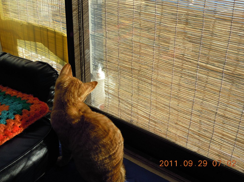 前からいる猫に見つかった2011-09-29