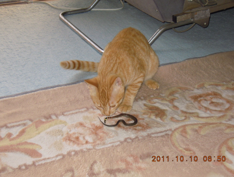 子猫を外に出してみた 2011-10-10