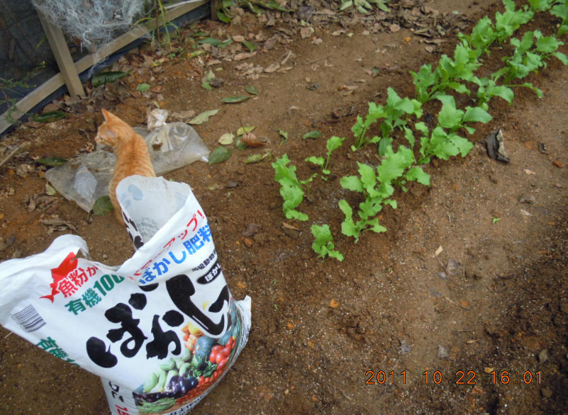 コカブの２回目の間引き 2011-10-22