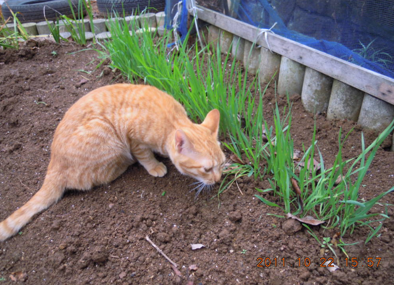 ねこの食べる草 2011-10-22