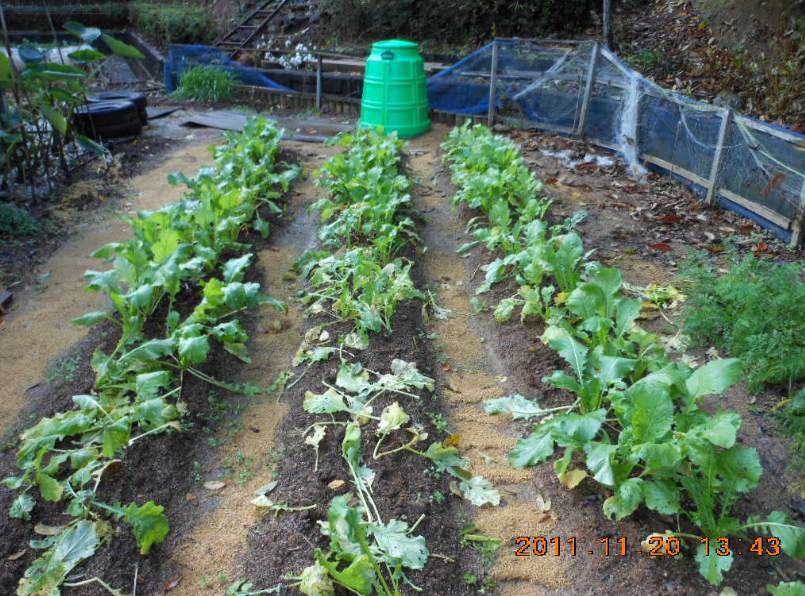 コンポスト設置しました2011-11-25