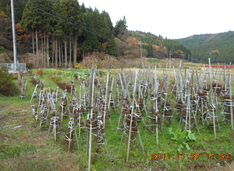 のとキリシマツツジの冬支度 2011-11-27