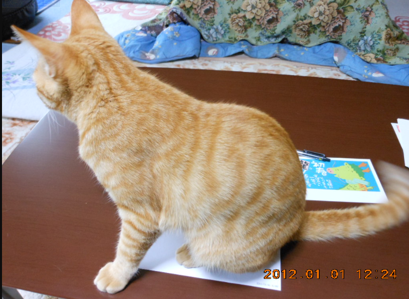 猫の手も借りたいのは大掃除の時だけか2012-01-01