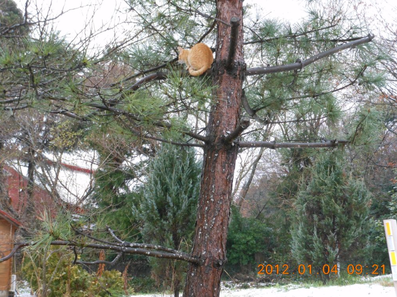 ねこなので木のぼりは得意です2012-01-09