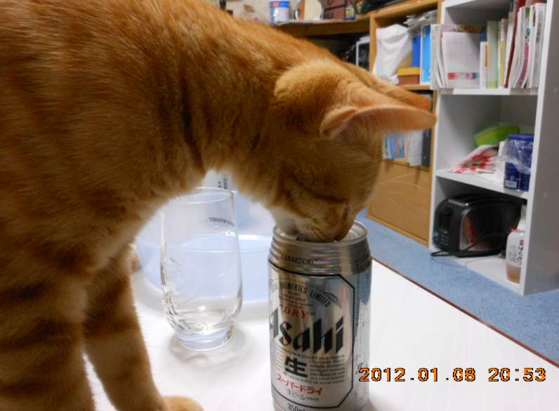猫にビールは危険です 2012-01-08