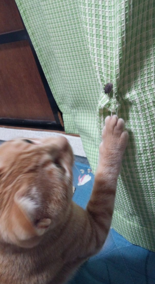 カメムシくさい 2012-01-25