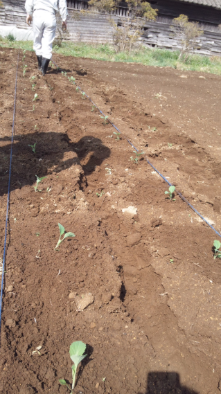 キャベツ・ブロッコリーの定植 2012-04-13