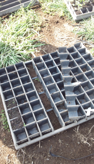 育苗トレー 2012-04-13