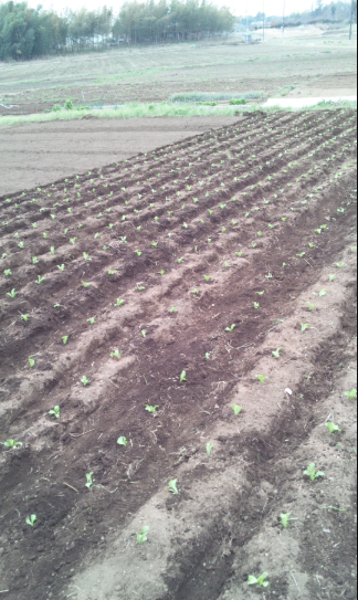レタスの定植 2012-04-13