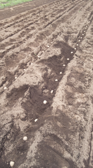 じゃがいもの定植 2012-04-16