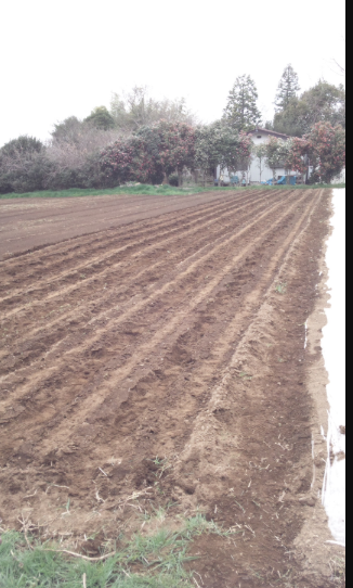 大根の播種 2012-04-16