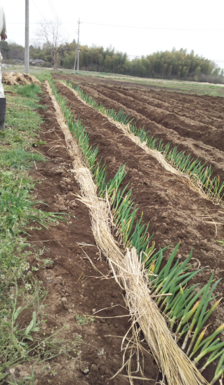 ネギの定植 2012-04-16