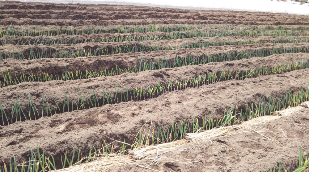 ネギの定植と雷雨 2012-04-17
