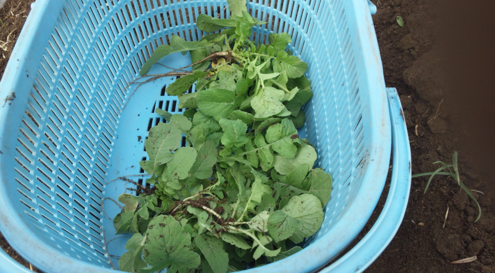 大根の間引き 2012-04-18