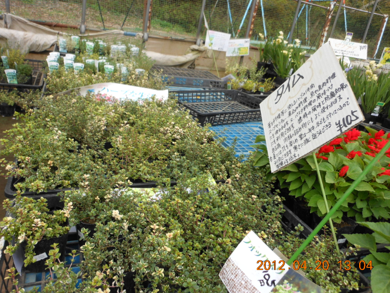 みずほの村市場筑波本店 2012-04-20