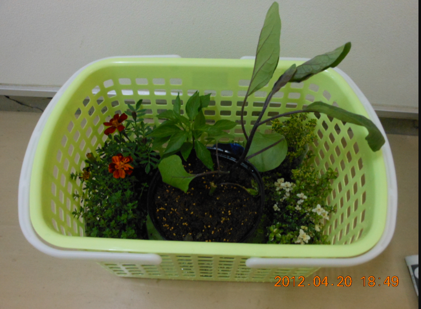 ナス苗（あのみのり） 2012-04-20