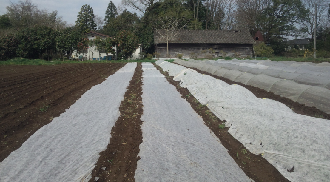 べたがけ不織布をはずしました。 2012-04-24