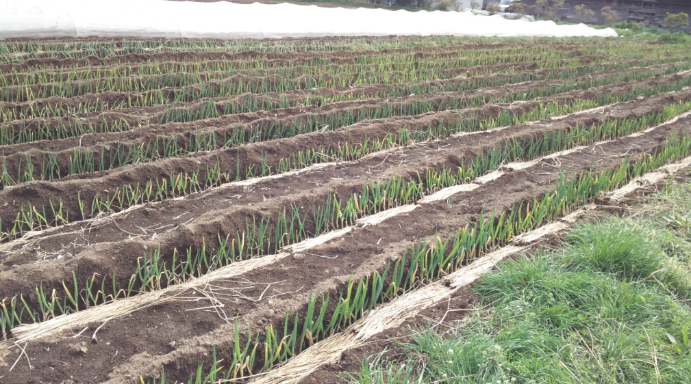 ネギ溝を埋めた 2012-04-24