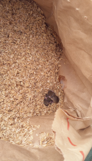 もみ殻くん炭とねずみの巣 2012-04-25