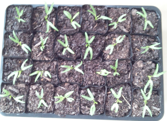 おみやげのエンツァイ 2012-04-27