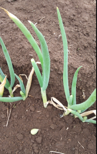 ごぼうの播種とネギ坊主切り 2012-04-28