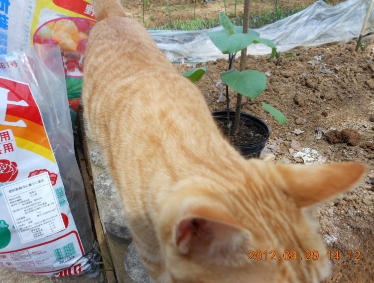 ナス(あのみのり)の定植準備と「きぃ」 2012-04-29