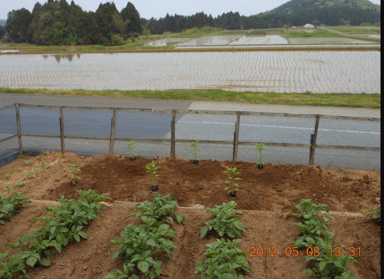 ピーマン(あきの)の定植準備 2012-05-08