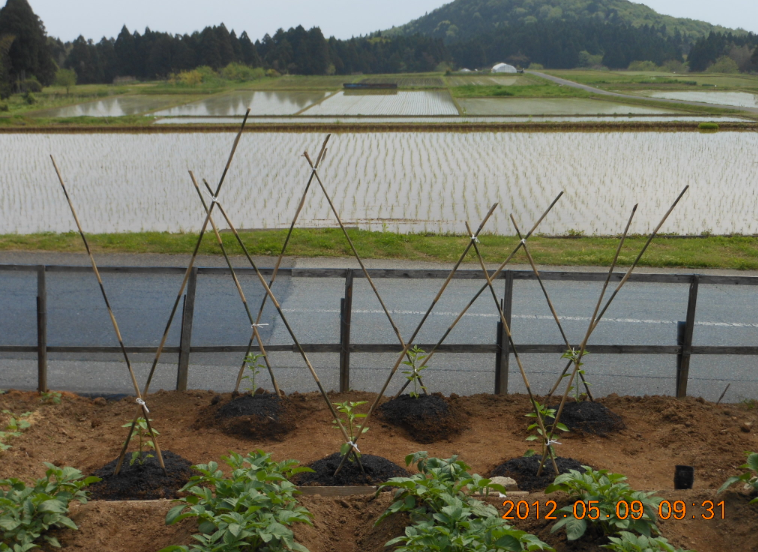 ピーマン(あきの)の定植 2012-05-09