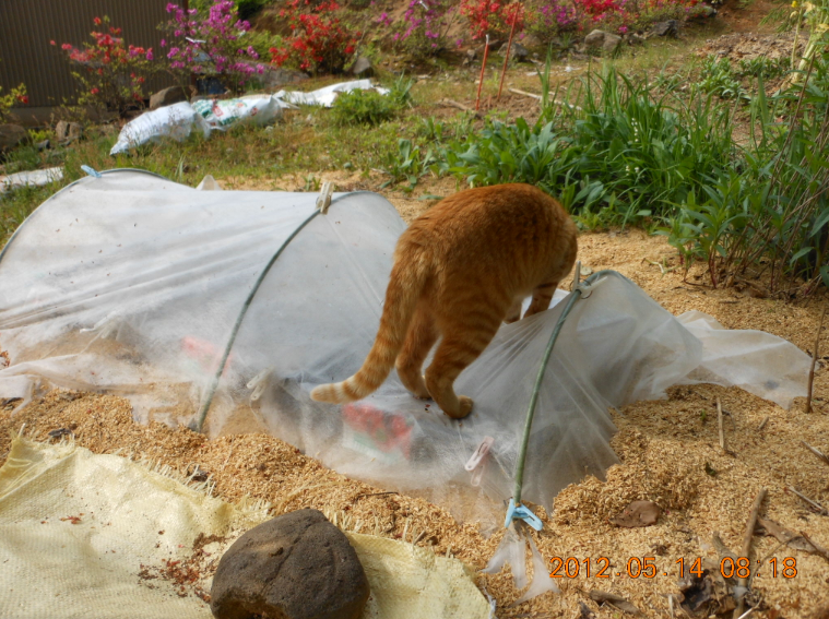 トンネルはあった方がいい・・・ ネコが踏んでも・・・大丈夫？2012-05-14
