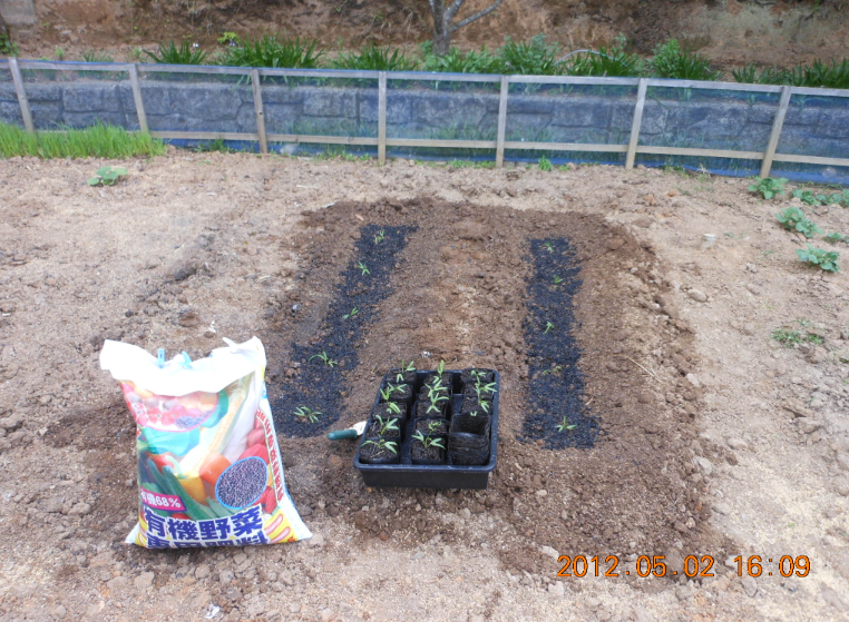 エンツァイの定植 2012-05-02