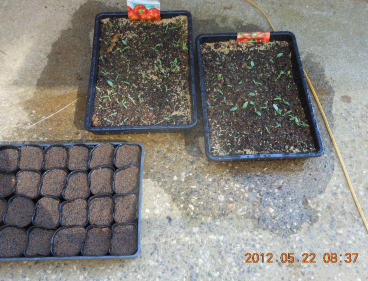 イタリアのピーマンの鉢上げ 2012-05-22