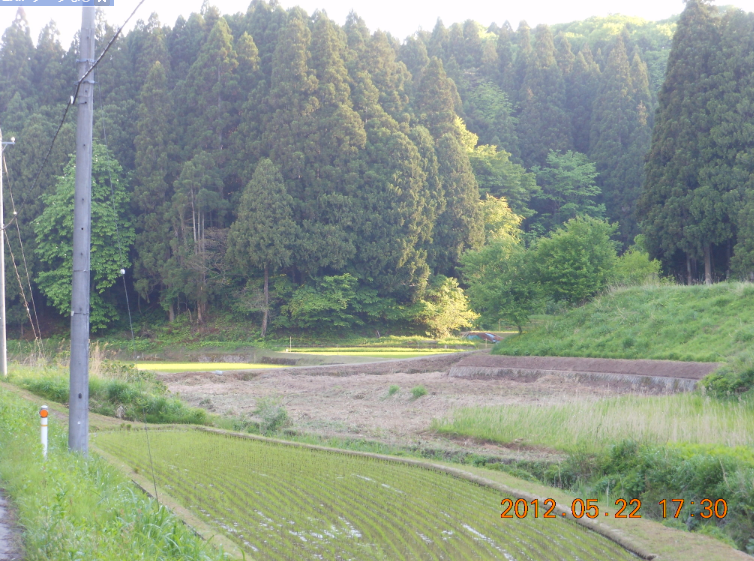 よもぎを残して 2012-05-22