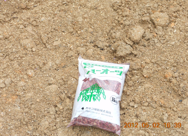 緑肥用えん麦 2012-05-03