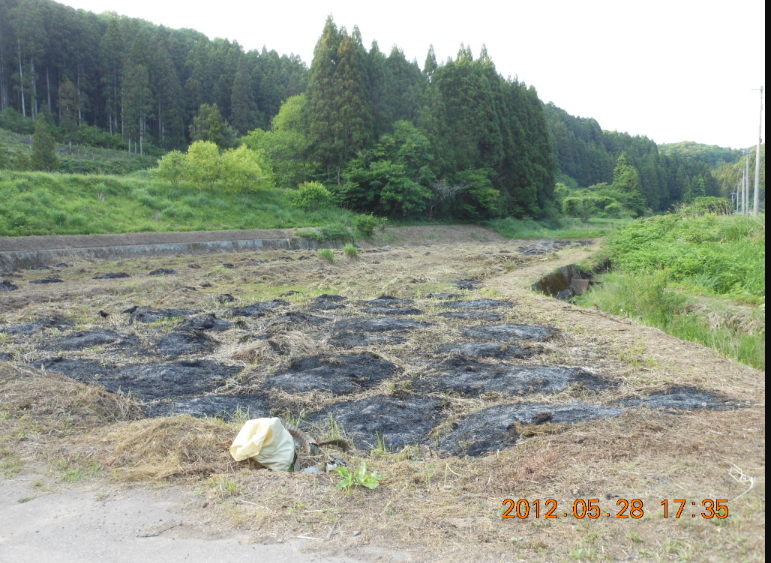 少し田んぼらしくなってきた 2012-05-28