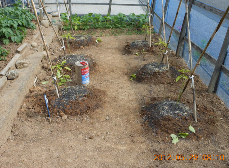 あきの（ピーマン）の２本仕立て 2012-05-29