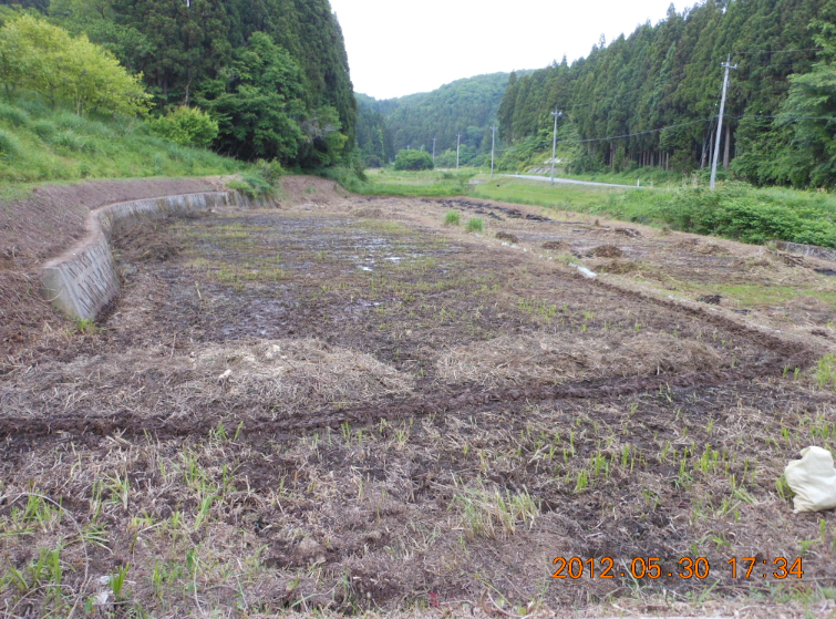 ミミズがでかい 2012-05-30