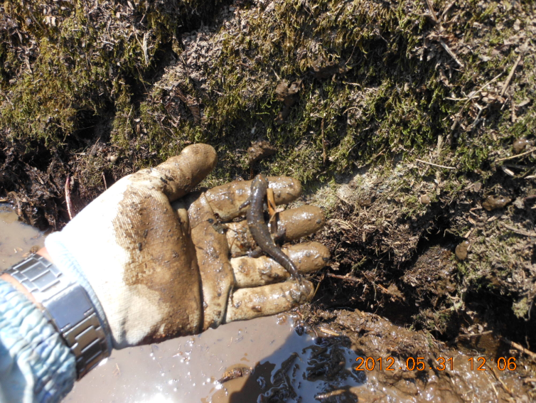 山椒魚がいた 2012-05-31