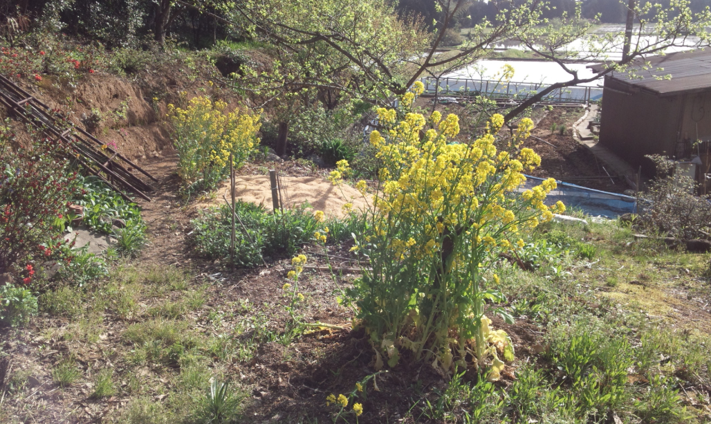 現在の家庭菜園 2012-04-29