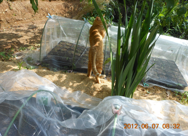 ジュース用トマト（なつのこま）と伊勢ピーマンの播種 2012-06-07