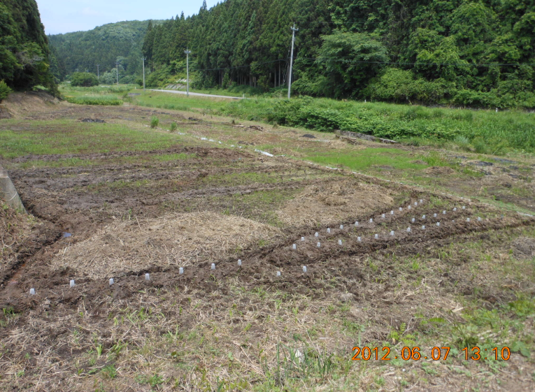 ひまわり発芽 2012-06-07