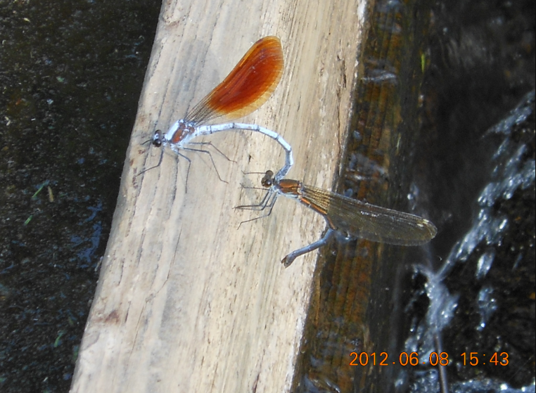 池の草刈り 2012-06-08